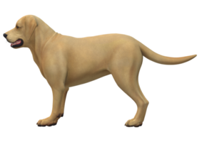 Dog isolated on a Transparent Background png