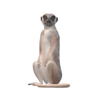 meerkat isolado em uma transparente fundo png