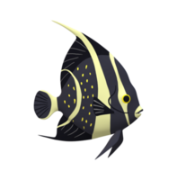 Angel Fish isolated on a Transparent Background png