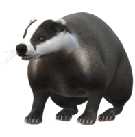 Badger isolated on a Transparent Background png