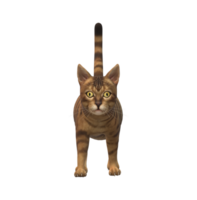 Cat isolated on a Transparent Background png