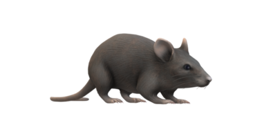 Souris isolé sur une transparent Contexte png