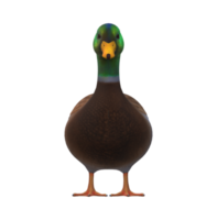 canard isolé sur une transparent Contexte png