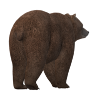 Urso isolado em uma transparente fundo png