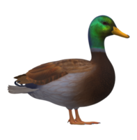 Ente isoliert auf ein transparent Hintergrund png