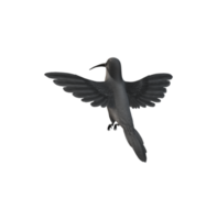 zumbador pájaro aislado en un transparente antecedentes png