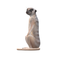 suricate isolé sur une transparent Contexte png