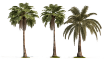 Set of palm trees in transparent background. png