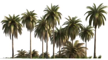 Set of palm trees in transparent background. png