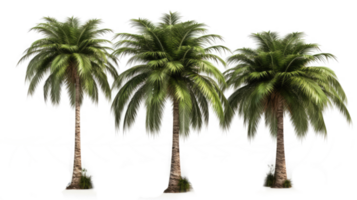 Set of palm trees in transparent background. png