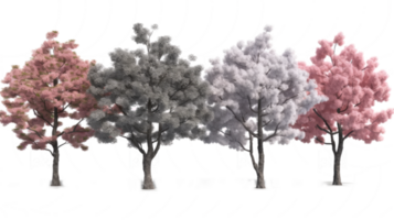 cherry blossom trees in transparent background png