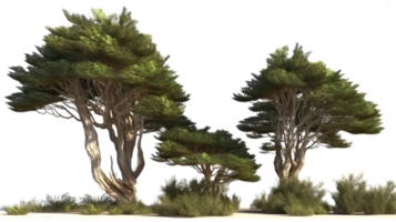 Landschaft Baum auf transparent Hintergrund. png