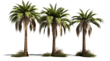 Set of palm trees in transparent background. png