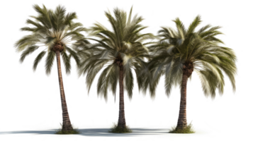 Set of palm trees in transparent background. png