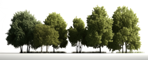 landscape tree on transparent background. png