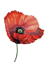 rouge coquelicot fleur aquarelle clipart ai généré png