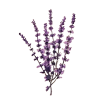 Lavendel Blumen Strauß Aquarell Clip Art ai generiert png