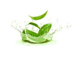 Herbal tea crown water splash and green tea leaves vector