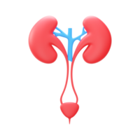 3d illustration de urinaire système élément dans bleu et rouge couleur. png