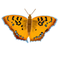 dibujado a mano ilustración de mariposa png