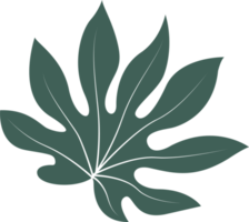 Line art leaf png