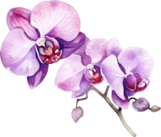 Purple Orchid flower watercolor illustration. png