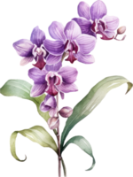 lila Orchidee Blume Aquarell Illustration. ai generiert png