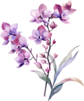 Purple Orchid flower watercolor illustration. png