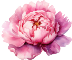 peonía rosado flor acuarela ilustración. ai generado png