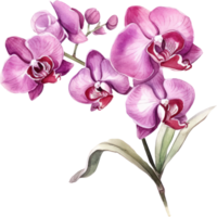 Purple Orchid flower watercolor illustration. png