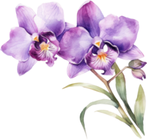 Purple Orchid flower watercolor illustration. png