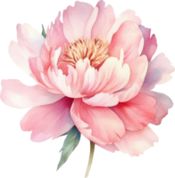 peônia Rosa flor aguarela ilustração. ai gerado png