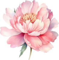 Peony Pink Flower Watercolor Illustration. png