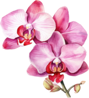 Pink Orchid flower watercolor illustration. png