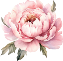 pion rosa blomma vattenfärg illustration. ai genererad png