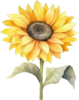 Sunflower Watercolor Illustration. png