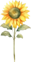 girasol acuarela ilustración. ai generado png