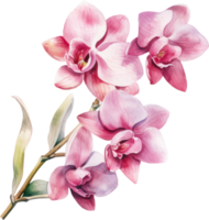 Pink Orchid flower watercolor illustration. png