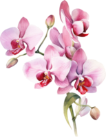 Pink Orchid flower watercolor illustration. png