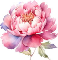 pion rosa blomma vattenfärg illustration. ai genererad png