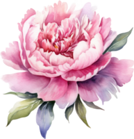 Peony Pink Flower Watercolor Illustration. png