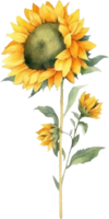 girasol acuarela ilustración. ai generado png