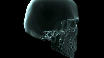 3d médical animation de une Humain crâne tournant - boucle avec mat video