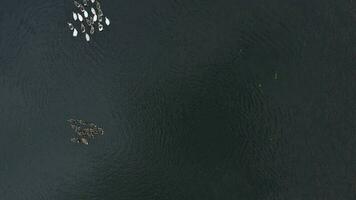 Aerial view of a flock of white and gray ducks floating on a river surrounded by green trees video