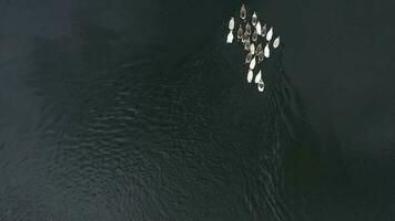 aéreo ver de un rebaño de blanco y gris patos flotante en un río rodeado por verde arboles video