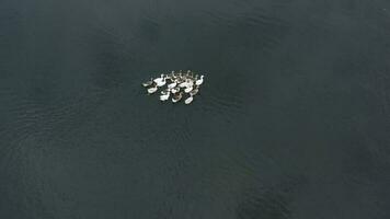 Aerial view of a flock of white and gray ducks floating on a river surrounded by green trees video