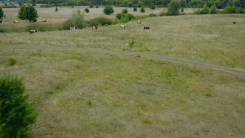 antenne visie van een kudde van wit en grijs eenden drijvend Aan een rivier- omringd door groen bomen video