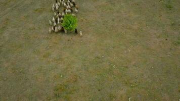 Aerial view of a flock of white and gray ducks floating on a river surrounded by green trees video