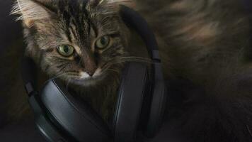 encantador atigrado Doméstico gato en auriculares escucha a música y batidos su cabeza a el derrotar. gracioso vídeo video