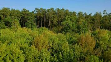 Aerial view of the beautiful landscape - green mixed forest and clear sky video